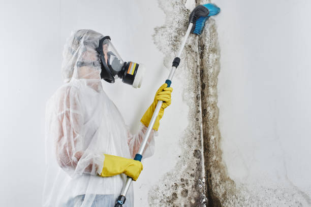 Mold Removal Process in Gloucester Point, VA