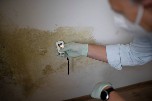 Home Mold Removal in Gloucester Point, VA