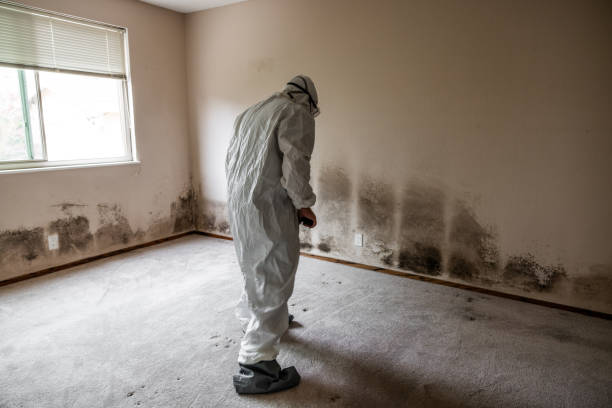 Best Toxic Mold Removal  in Gloucester Point, VA