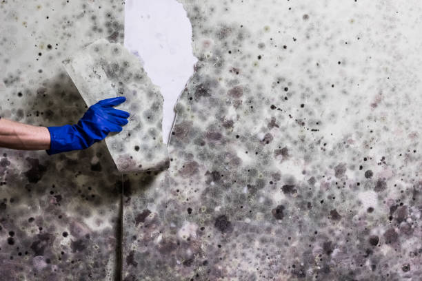 Best Toxic Mold Removal  in Gloucester Point, VA
